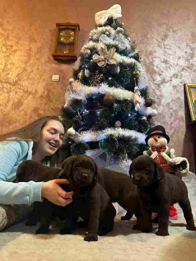 okoladni i crni tenci Labrador Retriev